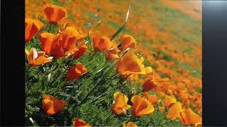 يارسول الله ياسندي ( المقطع ٢) screenshot 4