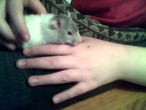 grey and white hamster