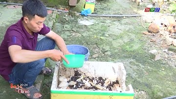 Phân hữu cơ vi sinh từ thân cây chuối | THTPCT