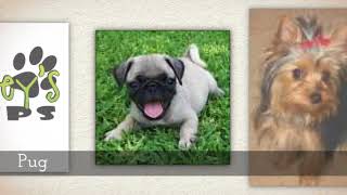 Pauley's Pups - Breeds We Sell