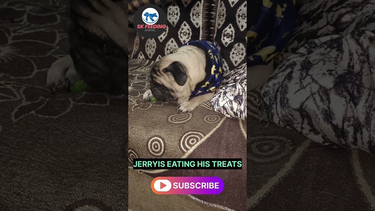JERRY EATING HIS TREATS SHORT