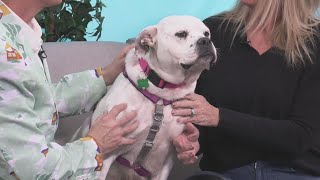 Sponsored Content: Shelter Spotlight: Gundle