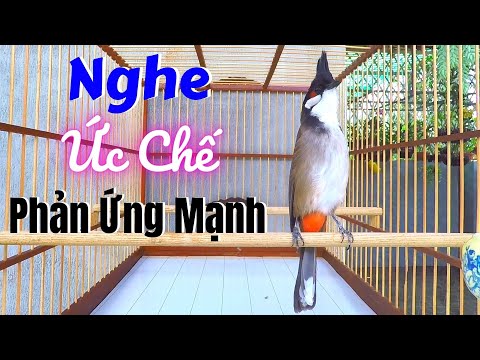 Video Tiếng Kè Kích Bổi Bén Lửa!..Kích Chào Mào Ức Chế Sổ... - youtube