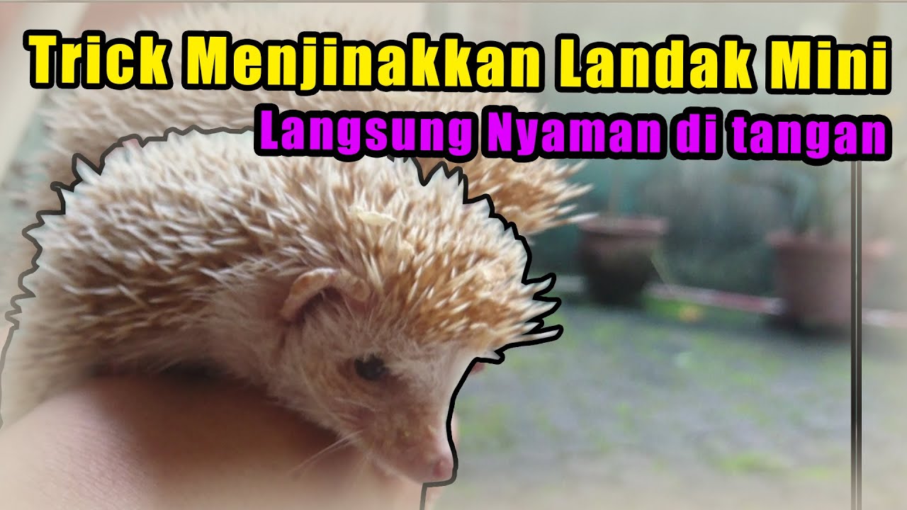 Cara menjinakkan landak mini dan memegang landak mini jadikan