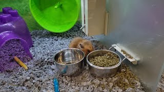 PetSmart, Huntington Station Animals Tour