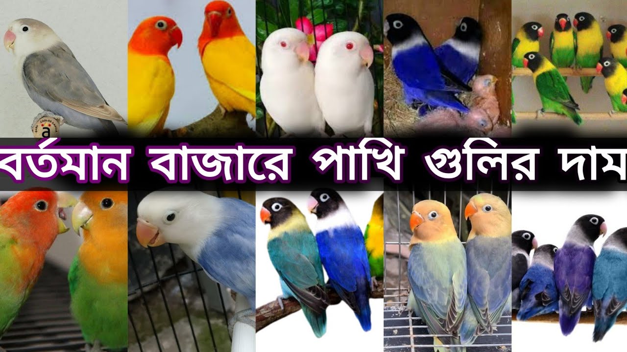 Lovebird defined mutation and price in Indian market||বিভিন্ন প্রকারের লাভ বার্ড পাখির দাম 