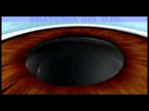 Exploración de Fondo de Ojo - YouTube Exploración de Fondo de Ojo - YouTube