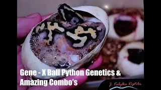 Famous Gene-X Ball Python Genetics and Amazing Combo's Profile