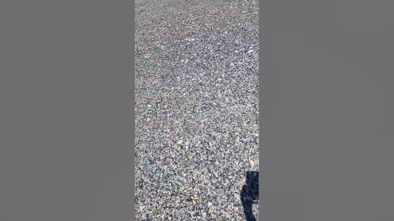What Do Bug Beds Look Like