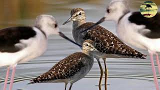 Suara pikat burung sawah / rawa malam Trinil & Gagang Bayam