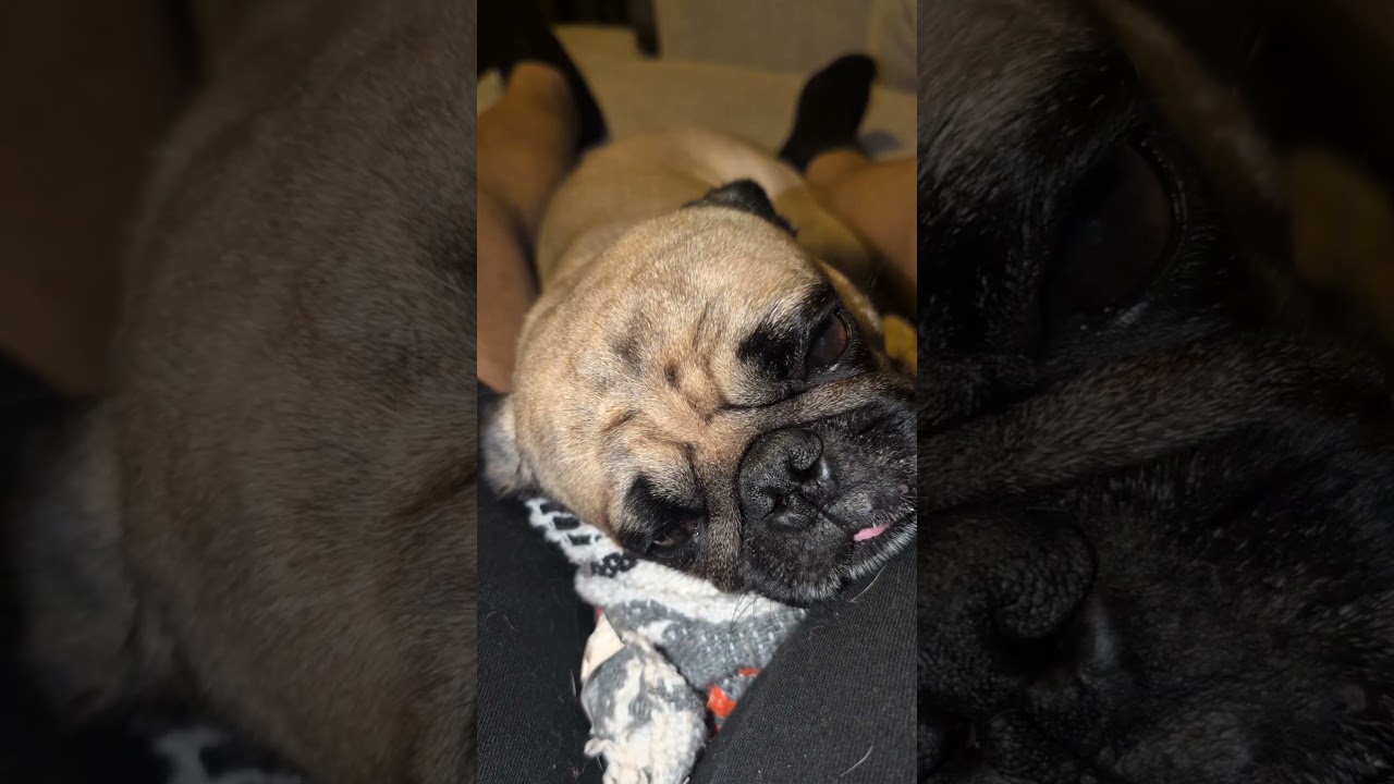 Emotional Support Chief At Your Service! 