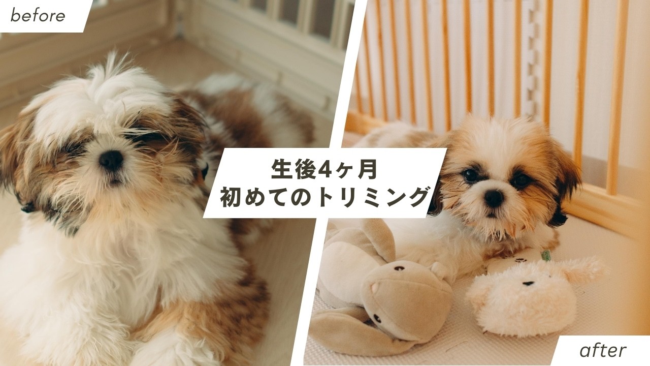 【シーズー】生後4ヶ月の日に初めてのトリミング！【2】