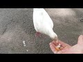Кормление голубей с рук