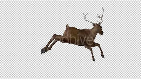 Red Deer - Jump Run Loop - Back Angle View | Motion Graphics - Envato elements