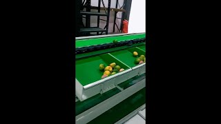 fruit weight grading machine, automatic weight grader sorter