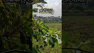 තිබ්බටු | Thibbatu | Turkey Berry | thibbatu,???