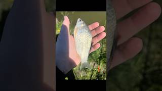 Kolejne branie japońca a cały film macie na tik toku na kanale fishin_pro #karaś #branie #wędkarstwo