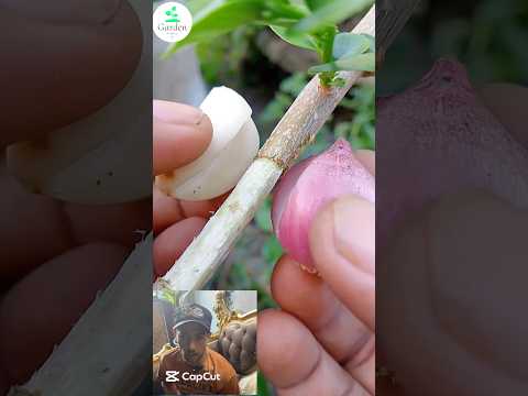 اسرار نجاح الترقيد الهوائي يبدا من هنا بعناصر طبيعيه وغير مكلفه نباتات زراعه اشجار حصاد
