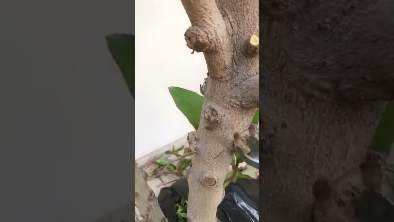 امراض اللوز فطريات تصيب قلب الشجره  (شرح)