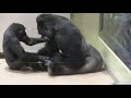 シャバーニ家族で追いかけっこ② Chasing Play of  gorilla family