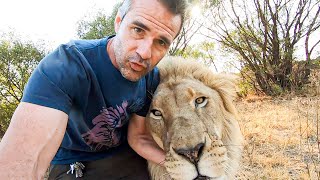 Early Morning Lion Walk with Vayetse, Ginny and Livy | The Lion Whisperer