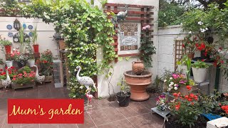 Inside Mum's Small London Garden ~ Star Jasmine Update