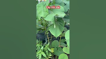 Cây Dổi đất  | 0386569374 - Ngọc Ngân Bến Tre | Chuyên cây độc lạ