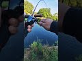 Очередной удар хищника #shorts #fishing #ловитьрыбу #рыбалка #ловлякарпа #рыбалка2022