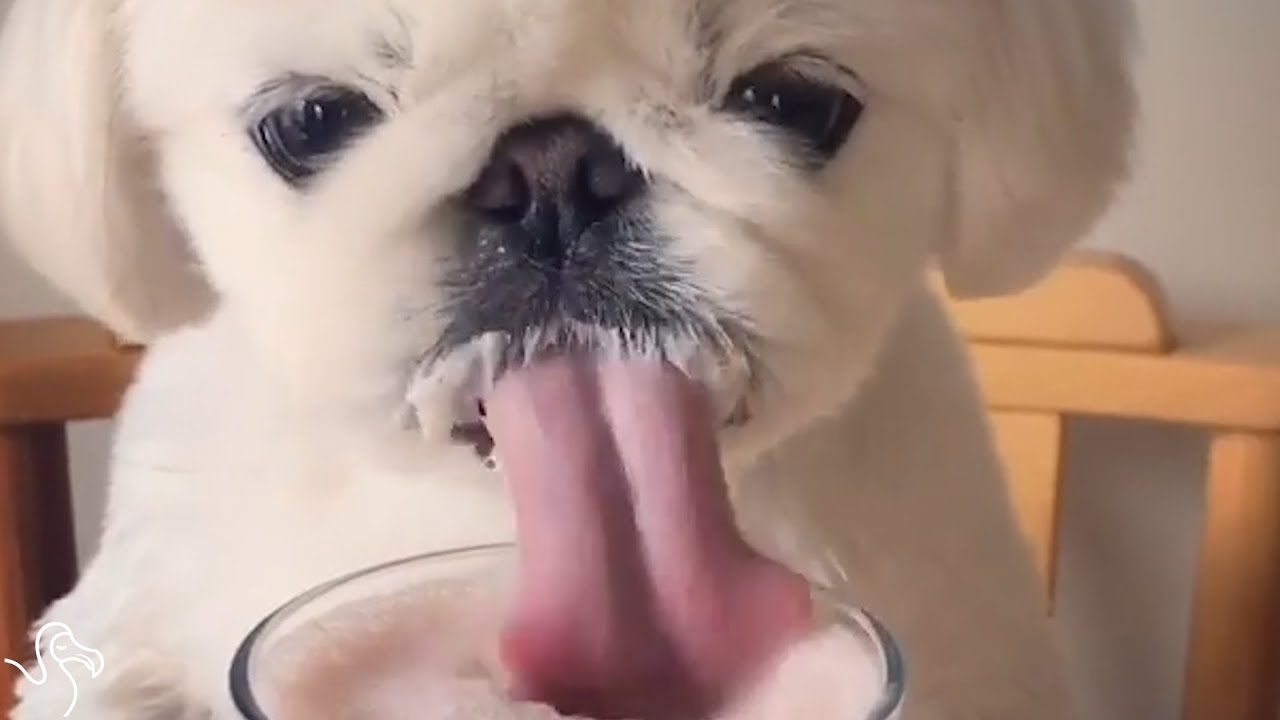 This Dog Is The World's Cutest Eater - YouTube