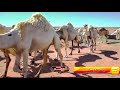 نياف تركي يا شبه وضحا