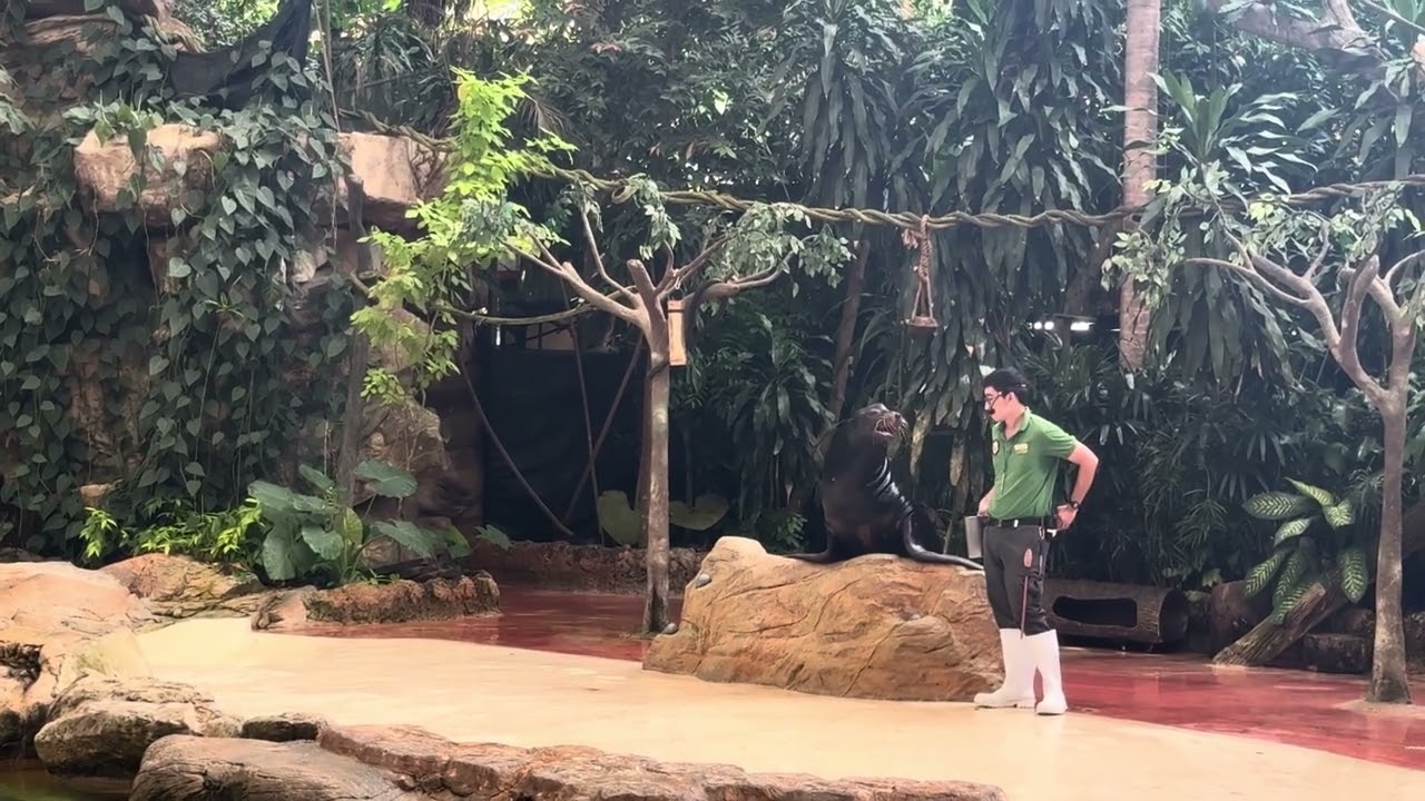 Seal show 🦭|#singaporezoo 