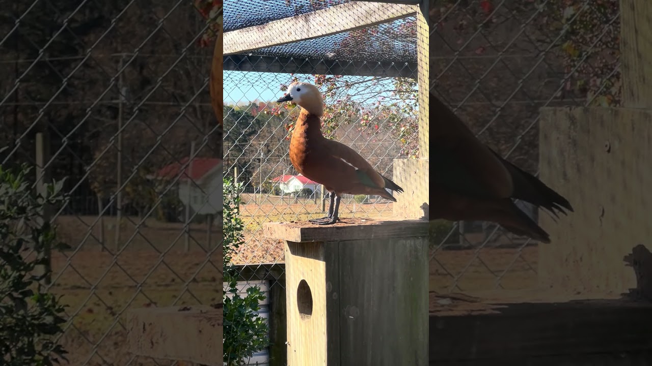 Ruddy shelduck female 