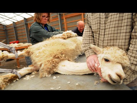 SURPRISED Alpaca Shearing Technique 🦙 - Alpaca Wool Processing in