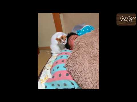 【cute cat】Movie of