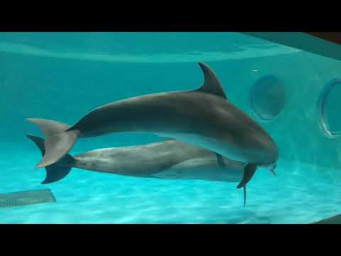 ジムとさくら、なかよしさん♪ - YouTube