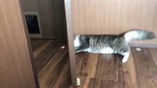 隙間からキン消しを狙う猫 ノルウェージャンフォレストキャット Aim for Kinkeshi.Norwegian Forest Cat.