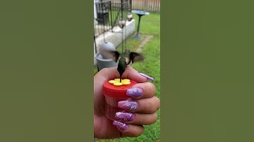 Hummingbird hand feeding (4)