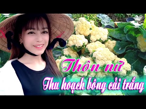 Video: Súp Lơ Trắng