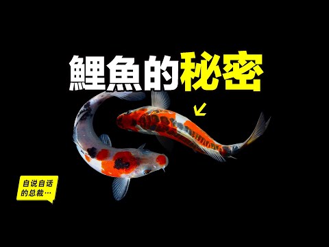 鯉魚：在美國氾濫成災，在中國活不過童年，為什麼美國人不吃鯉魚？為什麼中國人錦鯉=發財？原來我們的祖先早在1000多年前就改造過它們……|自說自話的總裁