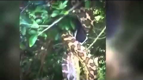 RAW: Huge Snake Python Swallows Bat in Australia