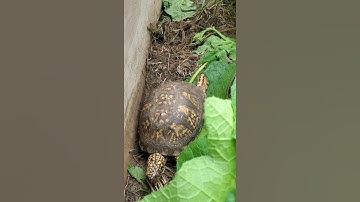 Worm Hunting
