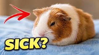 How to Tell If Your Guinea Pig Is Sick