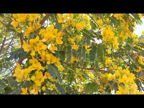 شرح طريقة تجذير الاكاسيا