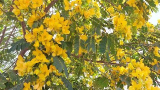 شرح طريقة تجذير الاكاسيا , Acacia