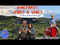 Vineyards, Vines & Wines of Pico Island, Azores, Portugal. Episode 5