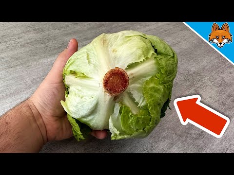 Video: Ի՞նչ է Lettuce Tipburn - Տեղեկություններ Tipburn Of Lettuce Leaves-ի մասին