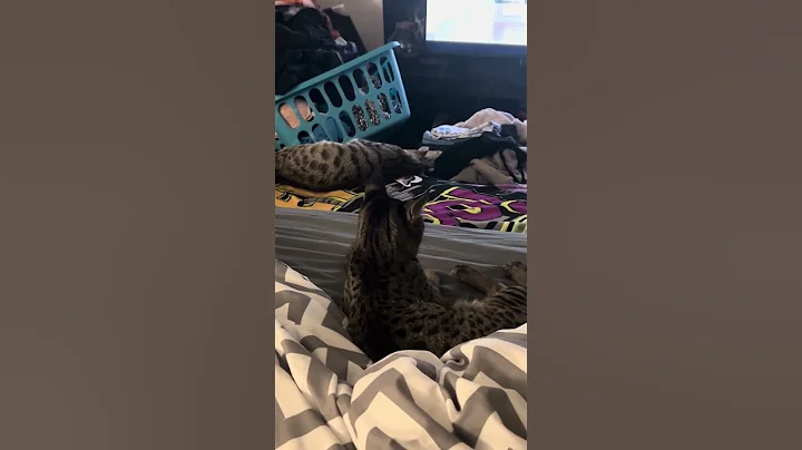 Watch the video about Grace and cilantro 🌿, #cat #kitten #catdog ✝️#savannah ✅🙏🏻#bengal