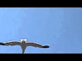 Banu Kırbağ Sevgi Kuşun Kanadında Banu Kırbağ Sevgi Kuşun Kanadında