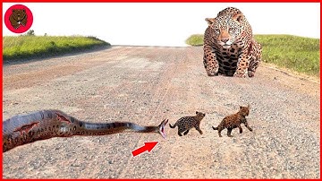 15 Moments Leopard Mother Dare To Fight With The Giant Python To Rescue Leopard Cub From The Horror