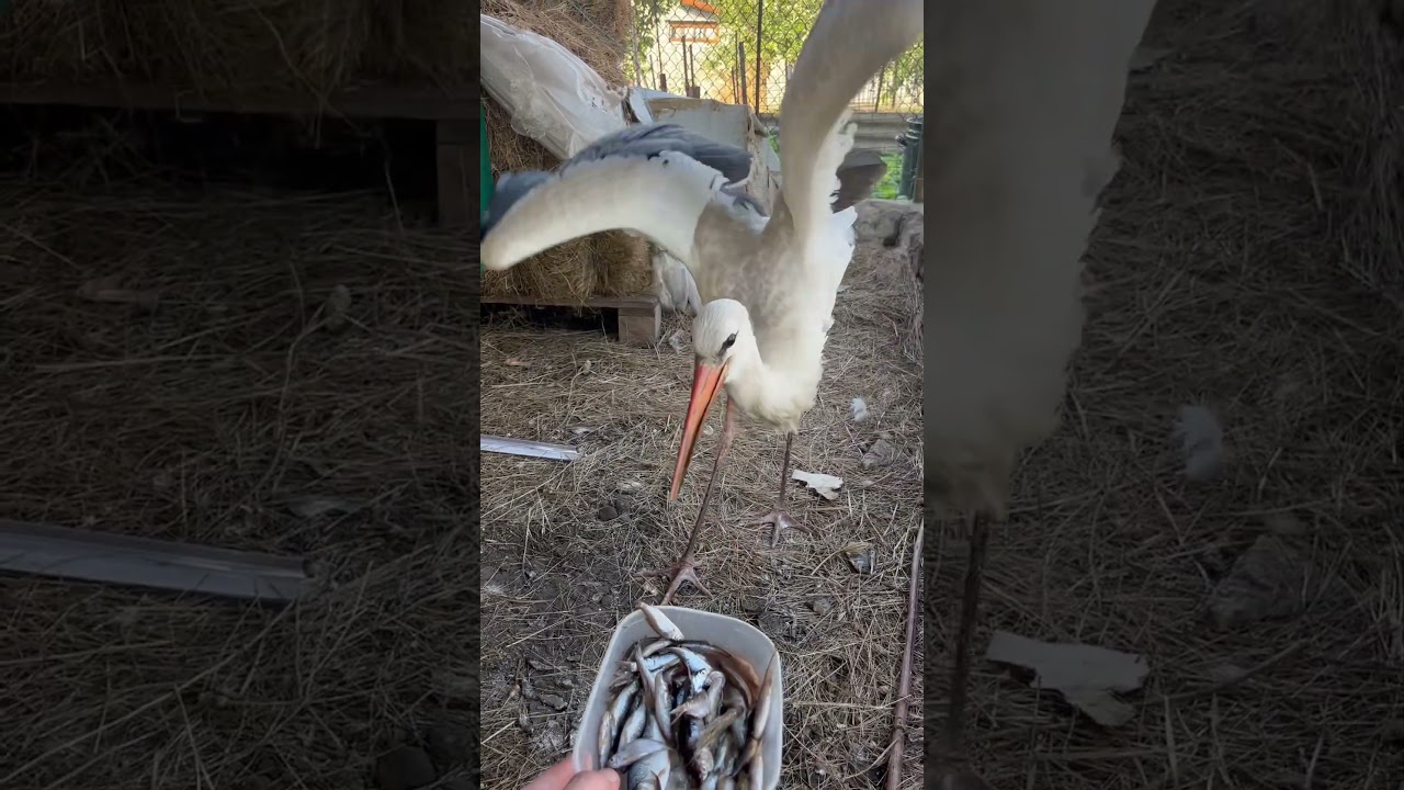 Аист Геннадий чувствует себя замечательно восстанавливаясь после перелома крыла 🦩🪽🙏🥰